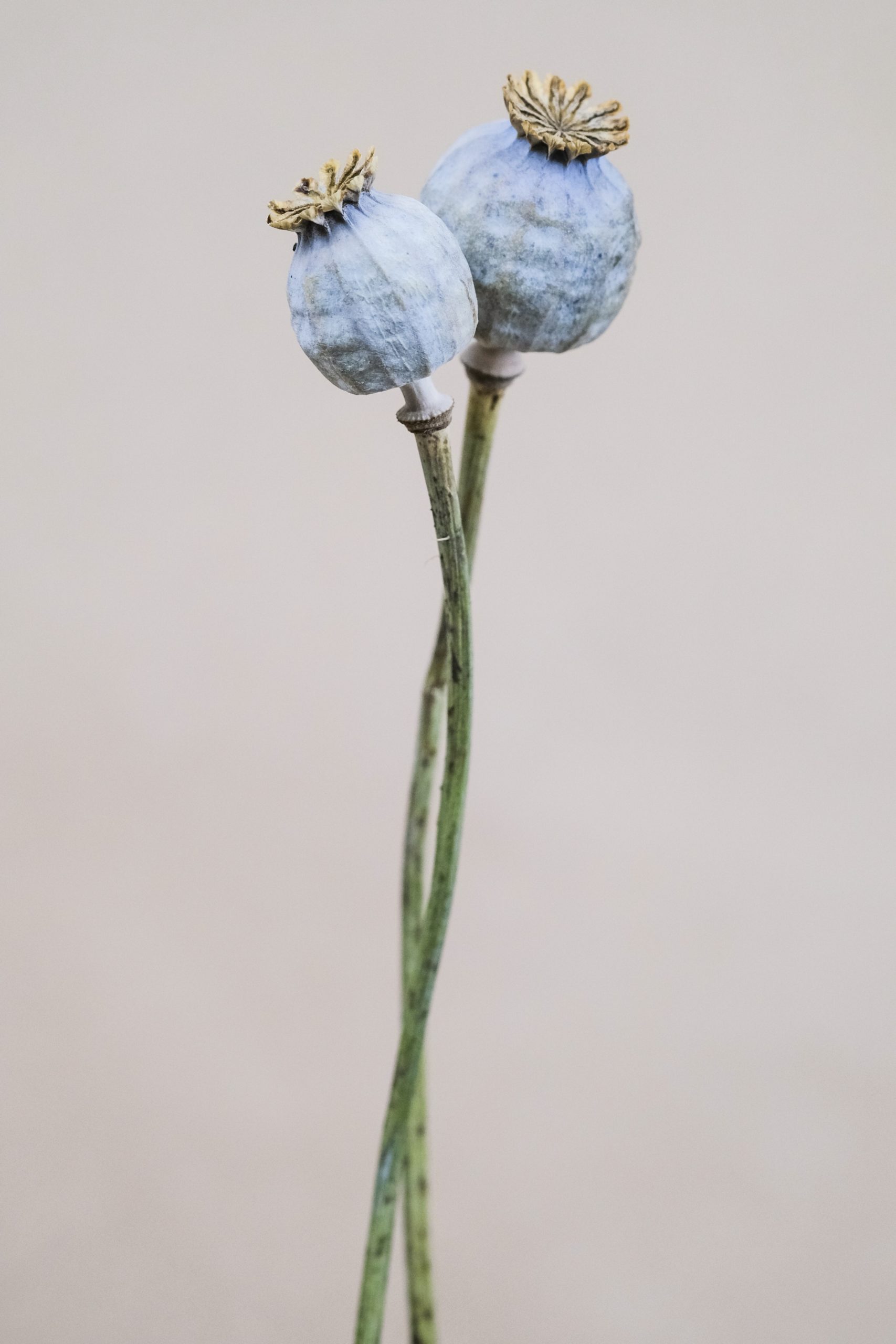 Warum wir Blumen verschenken?